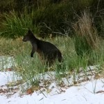 Booderoo National Park - Jervis Bay NSW